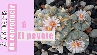 2 MANERAS de REPRODUCIR a El PEYOTE Lophophora williamsii  by Desert plants [upl. by Etnovad487]