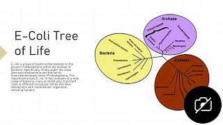 Escherichia coli [upl. by Edelman]