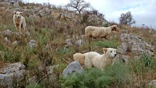 Cane aggressivo durante un cammino Cosa fare [upl. by Ogires]