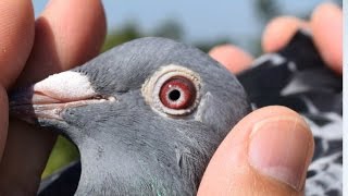 Racing Pigeons for sale 2016  Jan Aarden hen  003  2014 [upl. by Bassett]