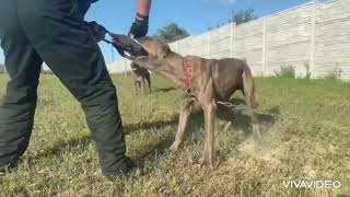 Bandog Axim BDS 10 months old  Protection training [upl. by Revilo854]