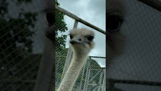 Funny Ostrich Car Attack Longleat ostrich animals longleat safari animalpark [upl. by Kcirdor]