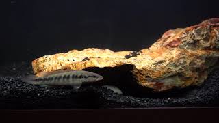 Angry Pike Cichlid harasses tank mates [upl. by Auqinahc]