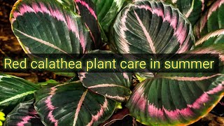 Red calathea plant care in summerprayer plantCalatheasantali vlogs gardeningplant [upl. by Lihka]