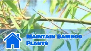 Bamboo Growing 101  How to Maintain Bamboo Plants [upl. by Einavoj]