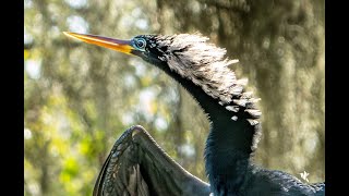 Anhinga the Snake Bird [upl. by Bax78]