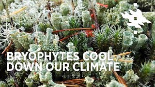 Cool bryophytes Bryophytes cool down our climate  University of Helsinki [upl. by Reni]