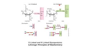 Glycoproteins Biochemistry  Paroxysmal Nocturnal Hemoglobinuria PNH  Glycosylation [upl. by Yrak439]