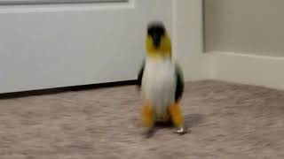 Izzy the Caique doing the Moonwalk Jumping and Hopping [upl. by Ahsiekal]