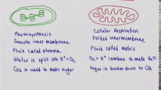 Chloroplast vs Mitochondrion [upl. by Ardnuahs126]