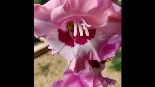 Gladiolus Growing Time Lapse [upl. by Isadore]