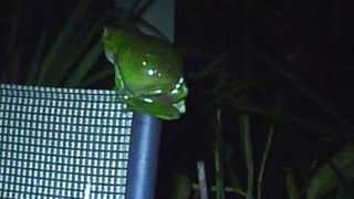 Litoria caerulea  Green Tree Frog  male calling [upl. by Lotty440]