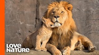 Lion Cubs Are Introduced To Their Father  Predator Perspective  Love Nature [upl. by Vachil]