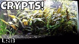 My Main 40 Gal Breeder Community Tank 2 [upl. by Aitas1]