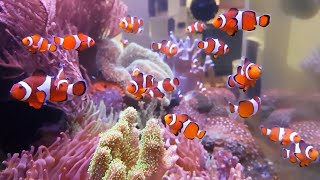 The Clownfish Ecosystem AMAZING NO WATER CHANGE amp No Filter Aquarium Tour [upl. by Anoet785]