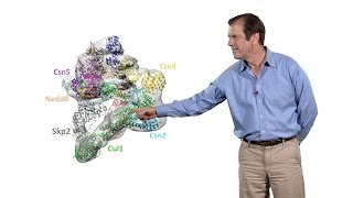 Deshaies Amgen 2 CullinRING ubiquitin ligases structure mechanism and regulation [upl. by Olvan]