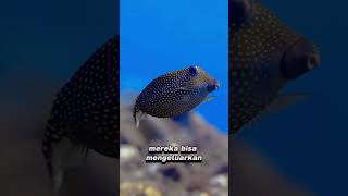 Boxfish  Si Kubus Beracun yang Menggemaskan [upl. by Rehportsirhc]