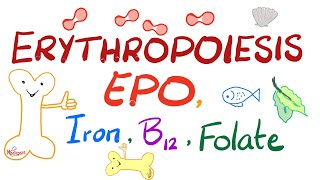 Erythropoiesis EPO Iron Vitamin B12 and Folate  Physiology Series [upl. by Shipman]