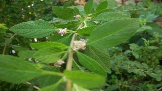 Muña Propiedades Y Beneficios ✮ Muña Muña Propiedades Medicinales [upl. by Guria]