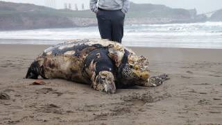 CRÓNICA Tortuga gigante muerta en playa Salinas Leatherback sea turt dead [upl. by Hardej]