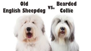 Podcast 142 Old English Sheepdog vs Bearded Collie  How to tell the difference [upl. by Jentoft960]