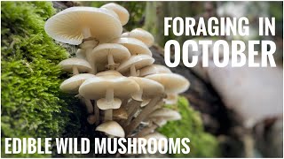 Foraging in October  UK Wildcrafts Foraging Calendar Part 1 of 3 Edible Wild Mushrooms [upl. by Sonja]