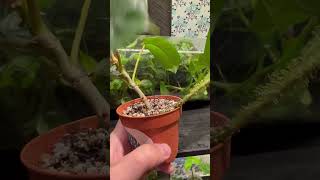 philodendron squamiferum انتاح محمية صديق البيئة [upl. by Cesare]