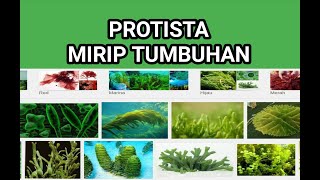 Protista  Mirip Tumbuhan AlgaganggangFitoplankton  Biologi Kelas X [upl. by Delmar]