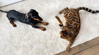 Family Diary Dachshund and Bengal cat are playing [upl. by Ahsaercal914]