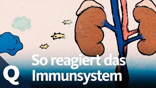 Wann das Immunsystem funktioniert  und wann nicht  Quarks [upl. by Carlene]