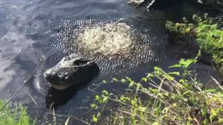 Alligator bellows at Paynes Prairie [upl. by Opalina]