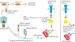 Apoptosis l Intrinsic pathway [upl. by Agn]