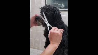 Pampering a Schnoodle Princess A Grooming Transformation [upl. by Nahtnaoj263]