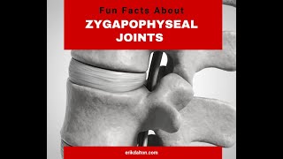 Fun Facts About Zygapophyseal Joints Z Joints  Erik Dalton [upl. by Anida]