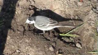 Motacilla alba White Wagtail baltoji kielė [upl. by Ellehsar]