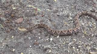 Bothrops asper Video 09 Ferdelance or Common lancehead  Barba amarilla [upl. by Rockel]