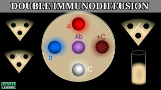 Double Immunodiffusion  Outcherlony Immunodiffusion [upl. by Aicenaj761]