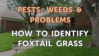 How to Identify Foxtail Grass [upl. by Akkimat]