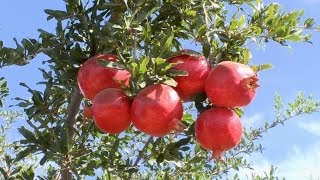 POM Tips from the Orchard 100 CaliforniaGrown [upl. by Long]