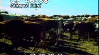 Cattle Stampede  Herding Cows  Best Shot Footage  Stock Footage [upl. by Nelleoj]