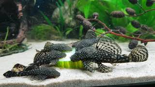 Bristlenose pleco s loves to eat cucumber [upl. by Llirret310]