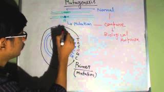 Site directed mutagenesis [upl. by Ingmar]