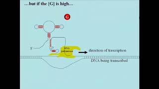 232 Riboswitches Interrupt Bacterial Transcription [upl. by Terrag]