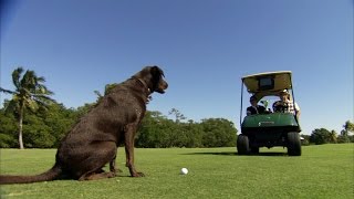 Teach Your Dog to Fetch Golf Ballsfrom Underwater [upl. by Heti]