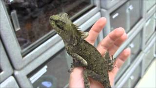 Mountain Horned Lizards [upl. by Harry]