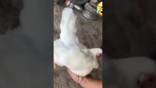 Chicken pigeon interbreed shortvideo [upl. by Sioux]