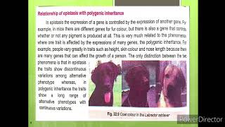 Epistasis Relationship of Epistasis with Polygenic Inheritance Coat Colour in Labrador Retrievers [upl. by Laktasic]