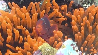 Exploring Ecosystems Coral Reef Symbiosis  California Academy of Sciences [upl. by Anamor]