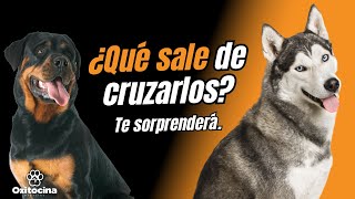 Razas Cruzadas Top de Perros Híbridos [upl. by Asilav]