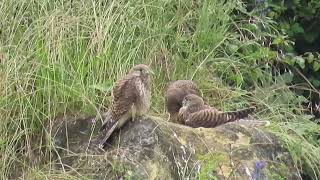 Valkennest op een rotsrichel Falcons nest on a rocky ridge [upl. by Bourke]